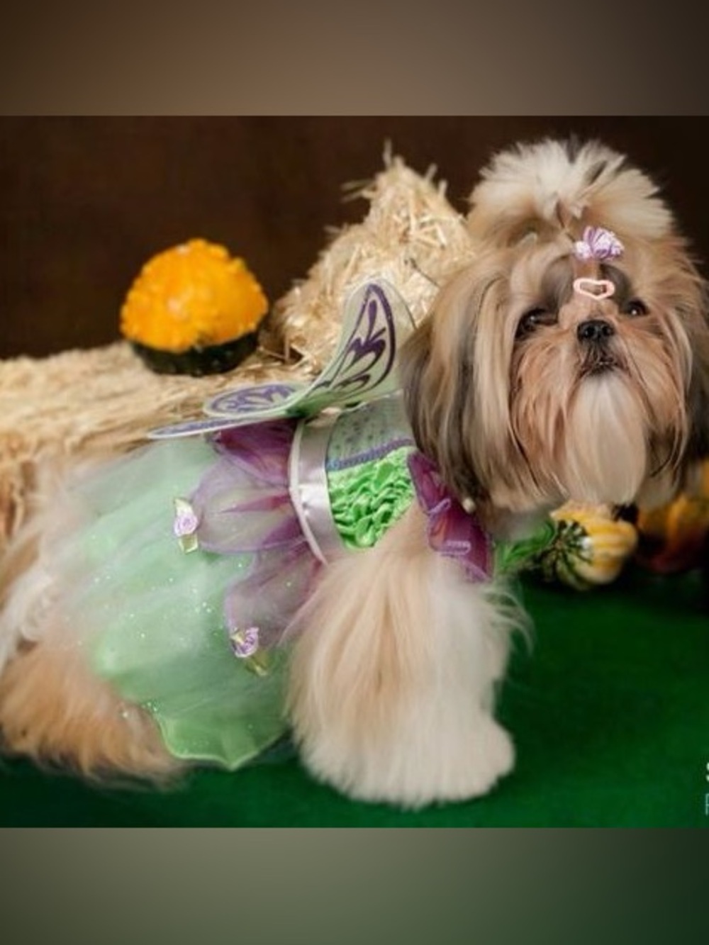 Disney Green and Purple Fairy Dog Costume Dress for Small Dogs